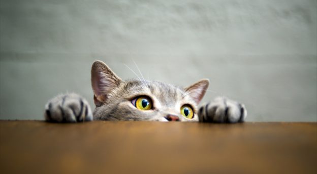 Fostering Curiosity: 6 Tips to Buffer against Burnout